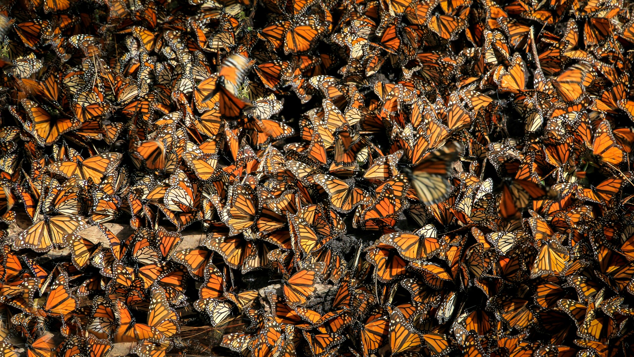 Why We’re Called Monarch
